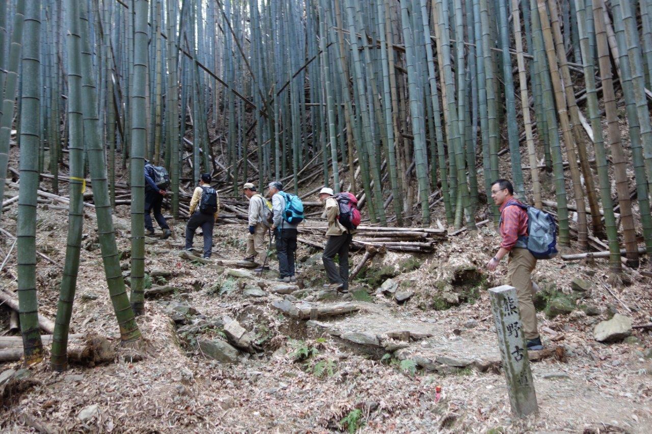 13. 竹林の中を登っていく