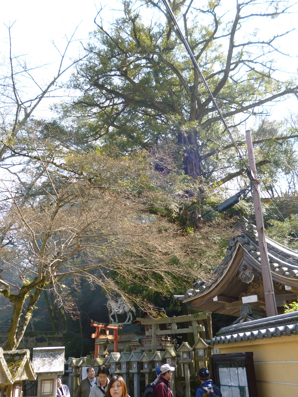 33. 樹齢1500年の神木榧の木