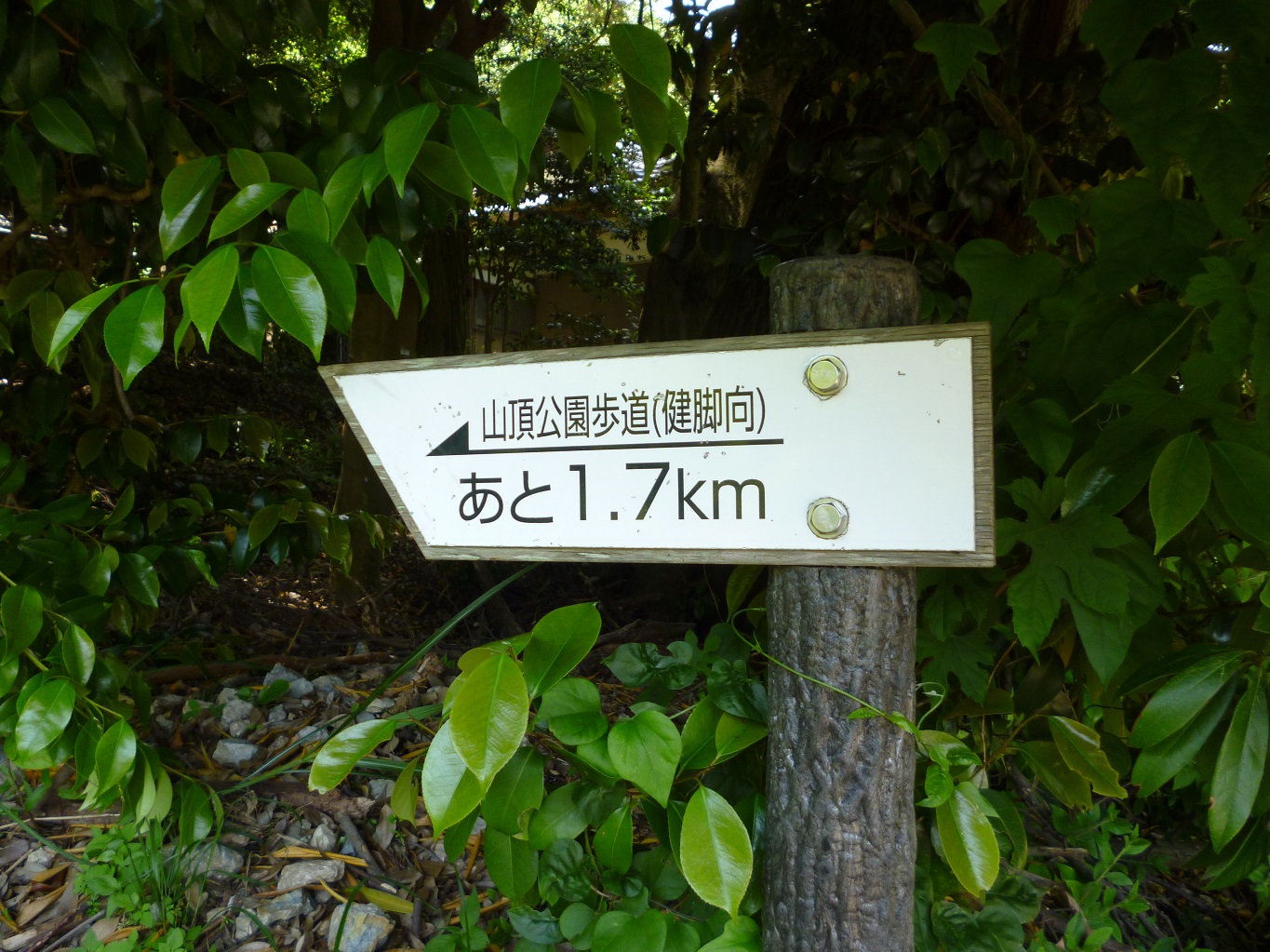 11. 愛宕神社から山頂まで1.7km