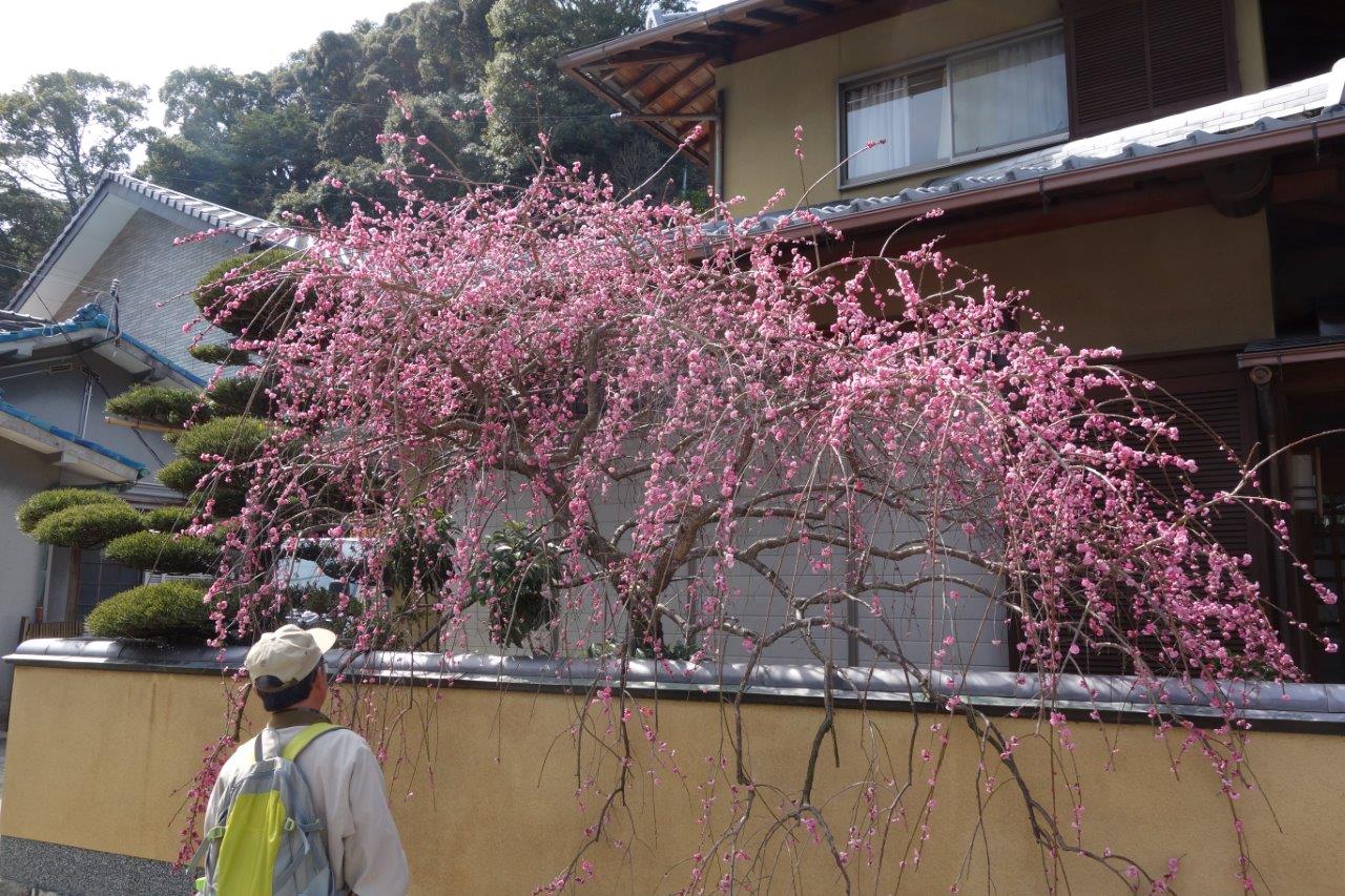 24. ここにも綺麗な梅が！