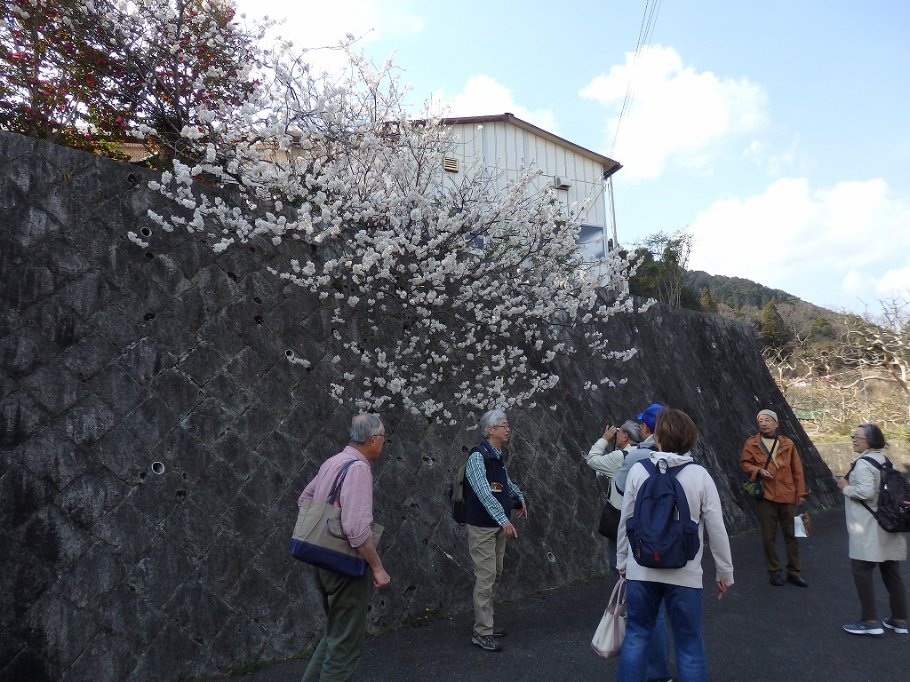 途中桜が咲いていました