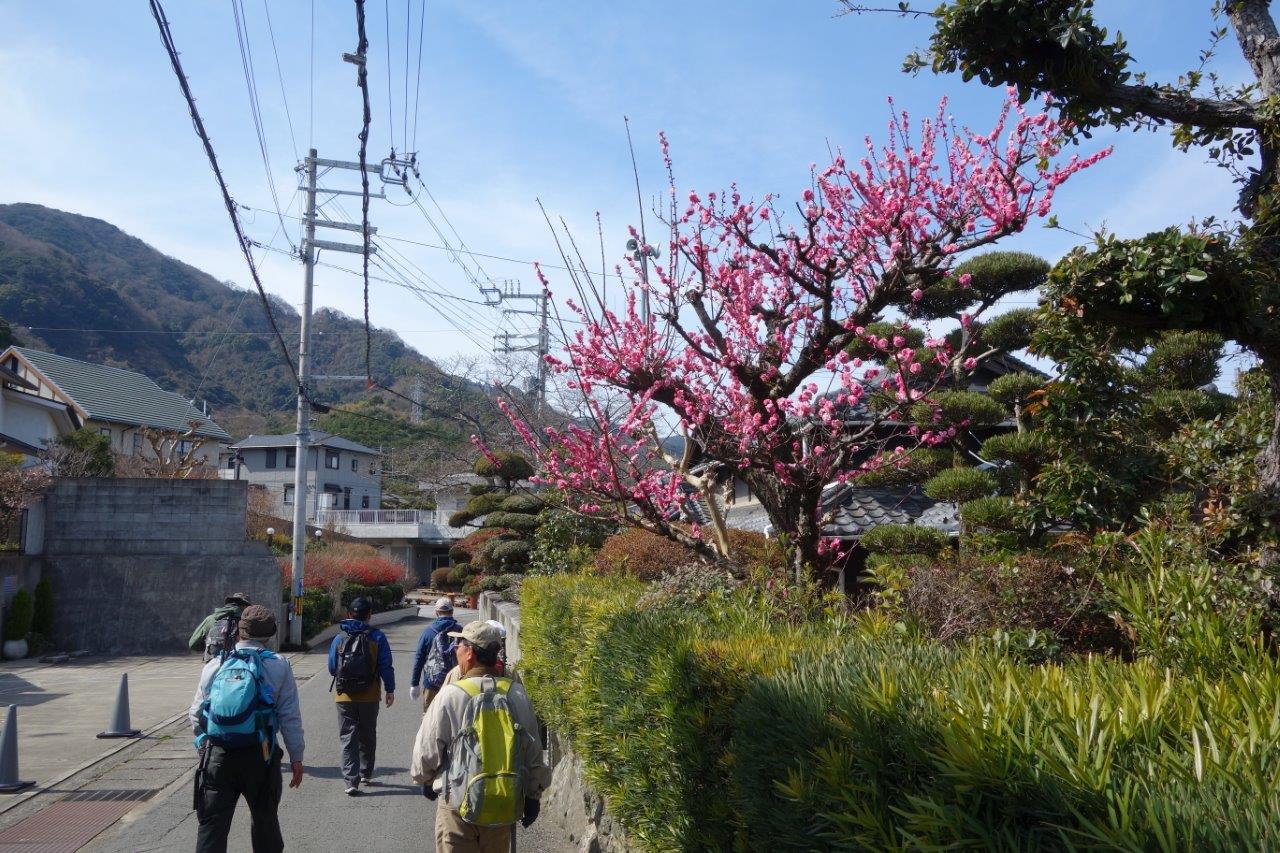 5. 綺麗に咲いた梅の下をのんびりと