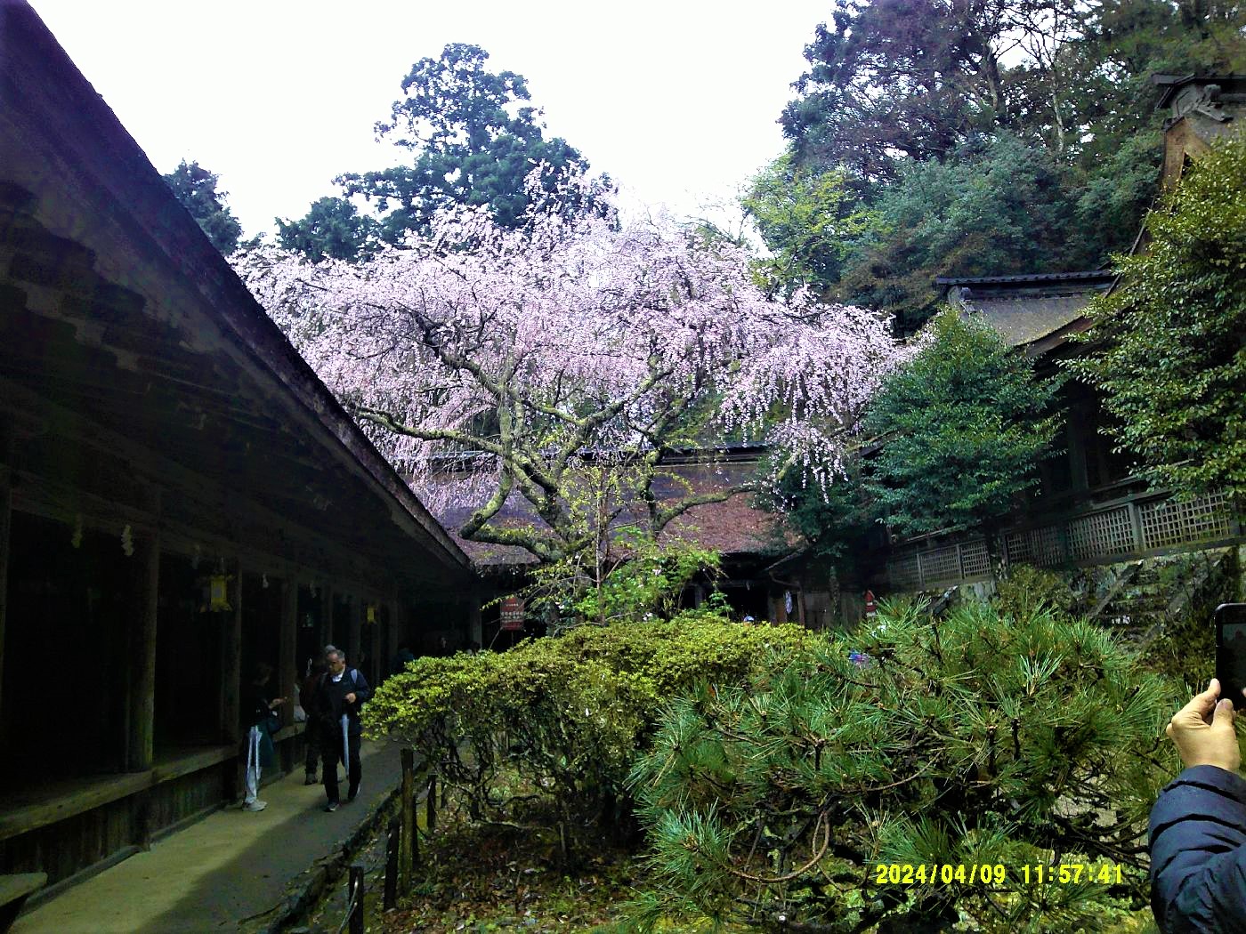 １７．吉野水分神社のしだれ桜