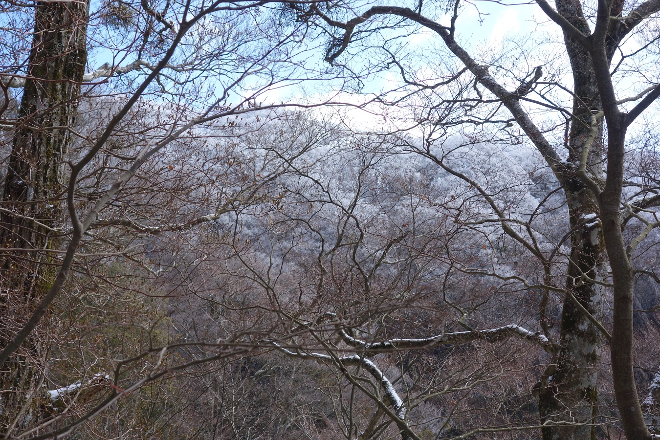 9. 霧氷の着いた樹々が右手に見えてくる