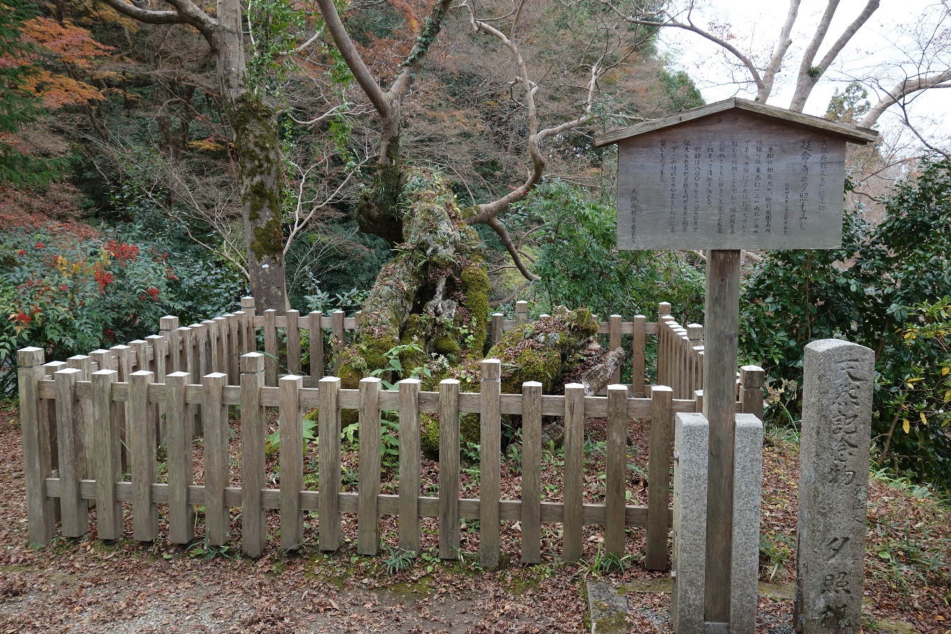 7. 延命寺の夕照楓