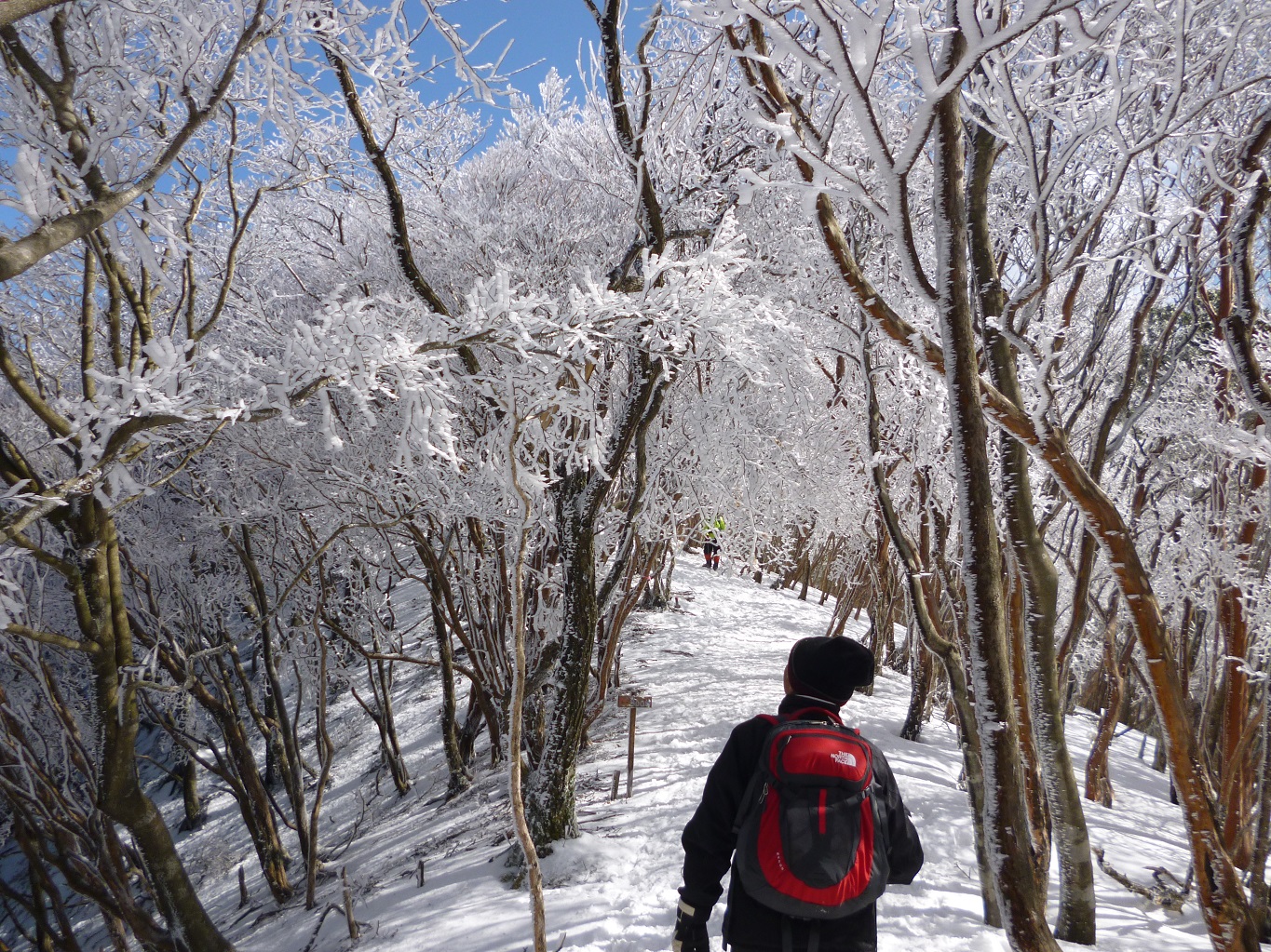 16. 霧氷のトンネルを行く