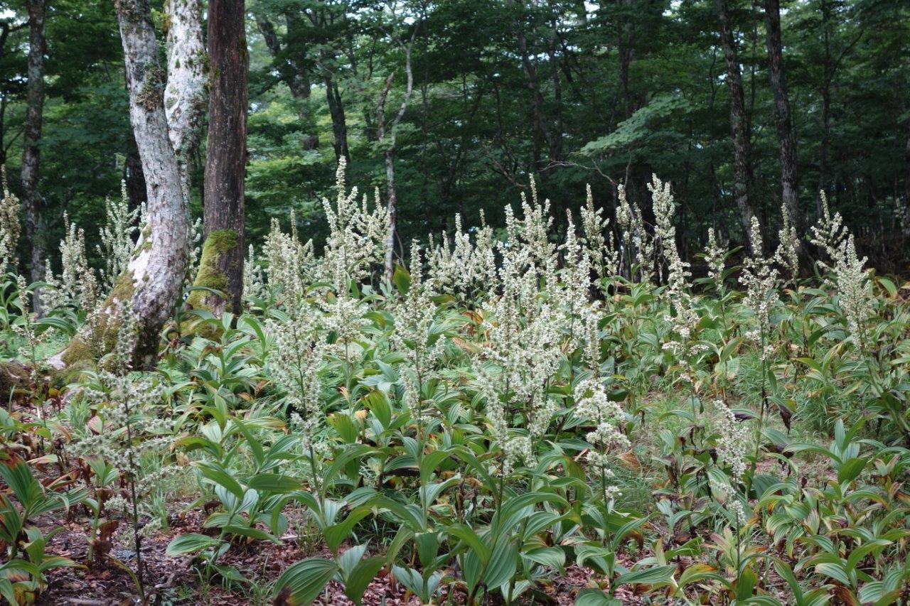 18. あちこちで見かける梅蕙草