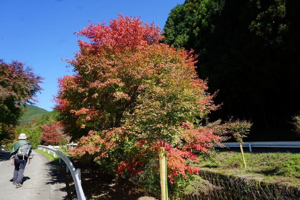 5.紅葉しかけ