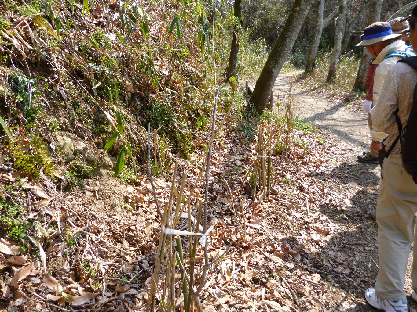 13. 道端に植えられたアジサイが芽吹いている