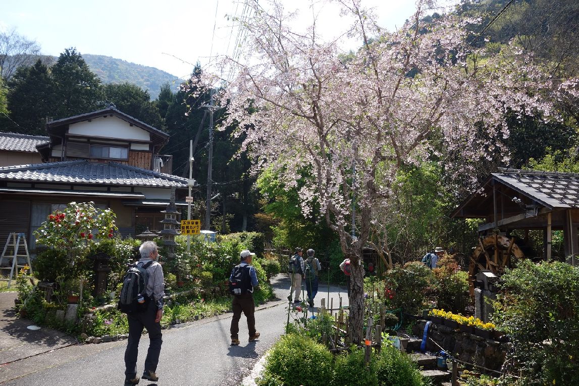 ４．桜と水車