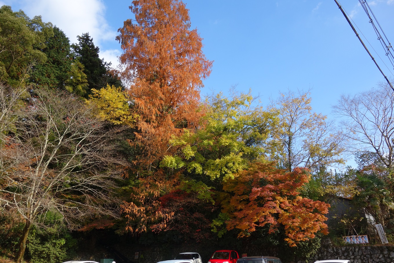 10. 観心寺そばの紅葉した落羽松