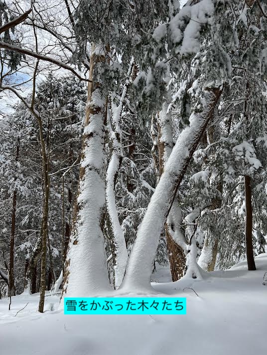 ５．雪を被った木々たち
