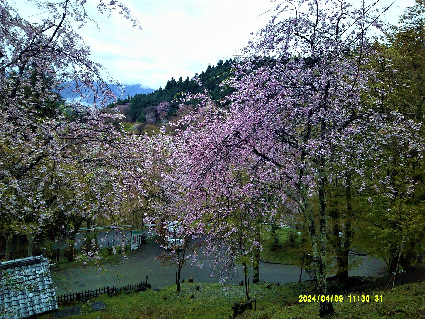 １２．上千本