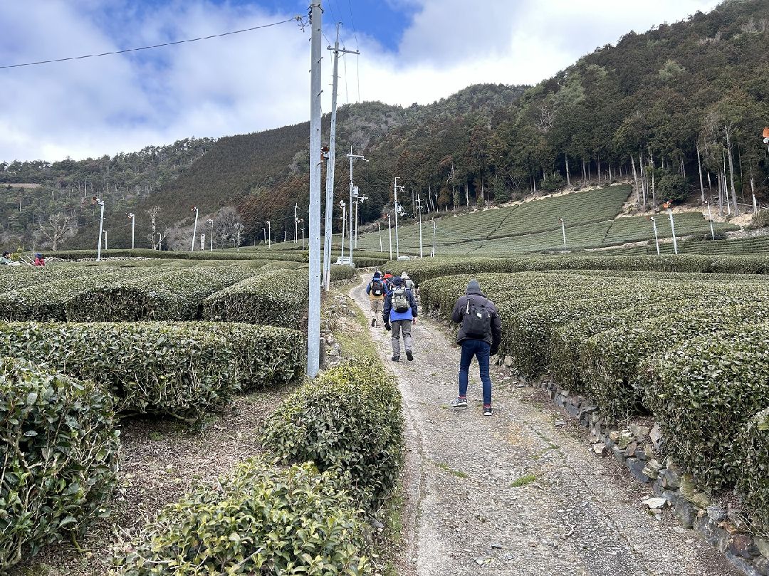 ５．茶畑の中を進む
