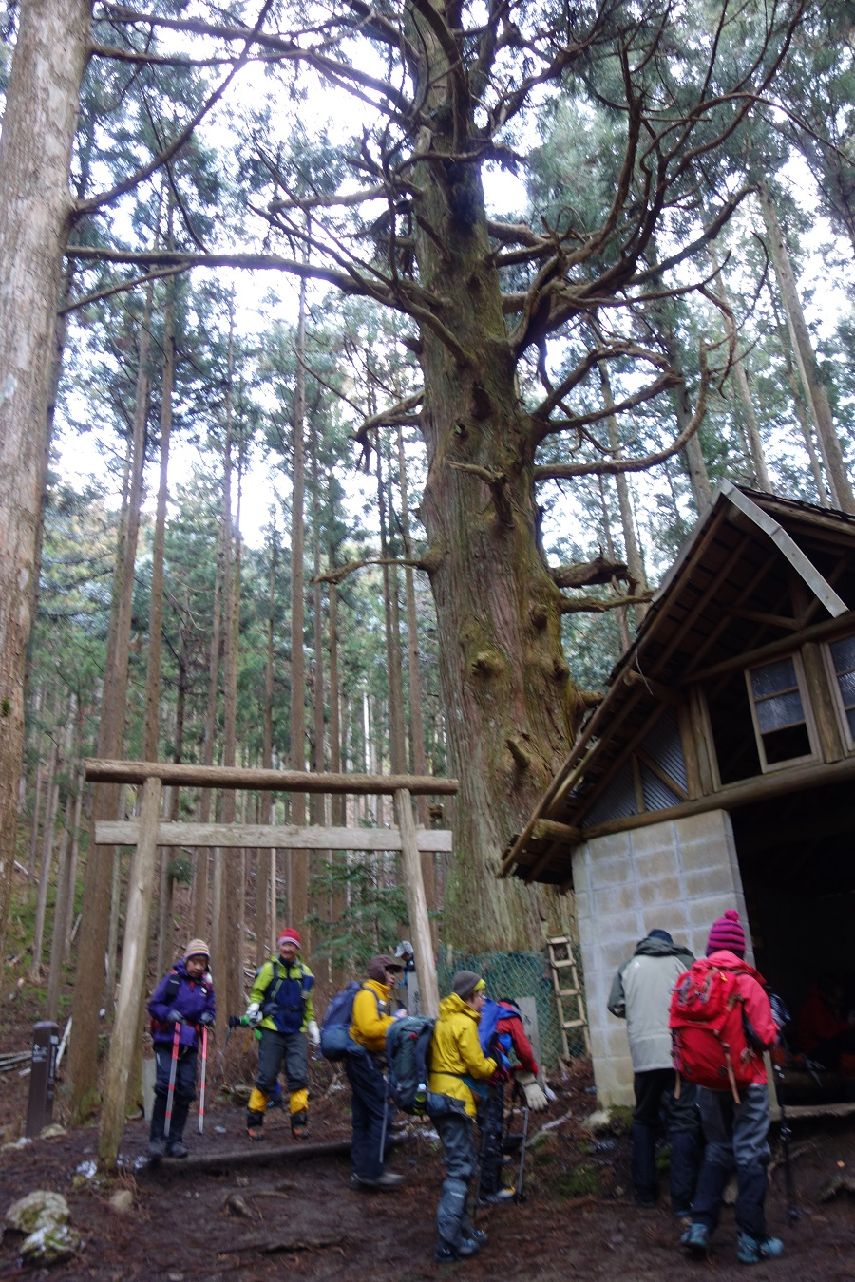 ２０．樹齢約700年の高見杉