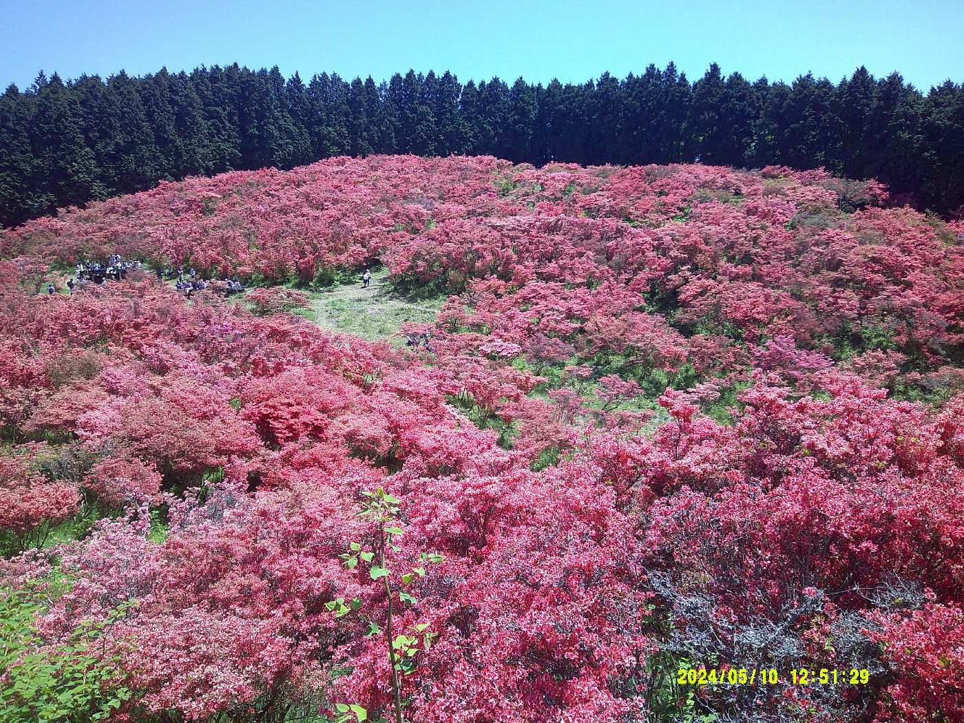 ２４．華やかな一目百万本の中央