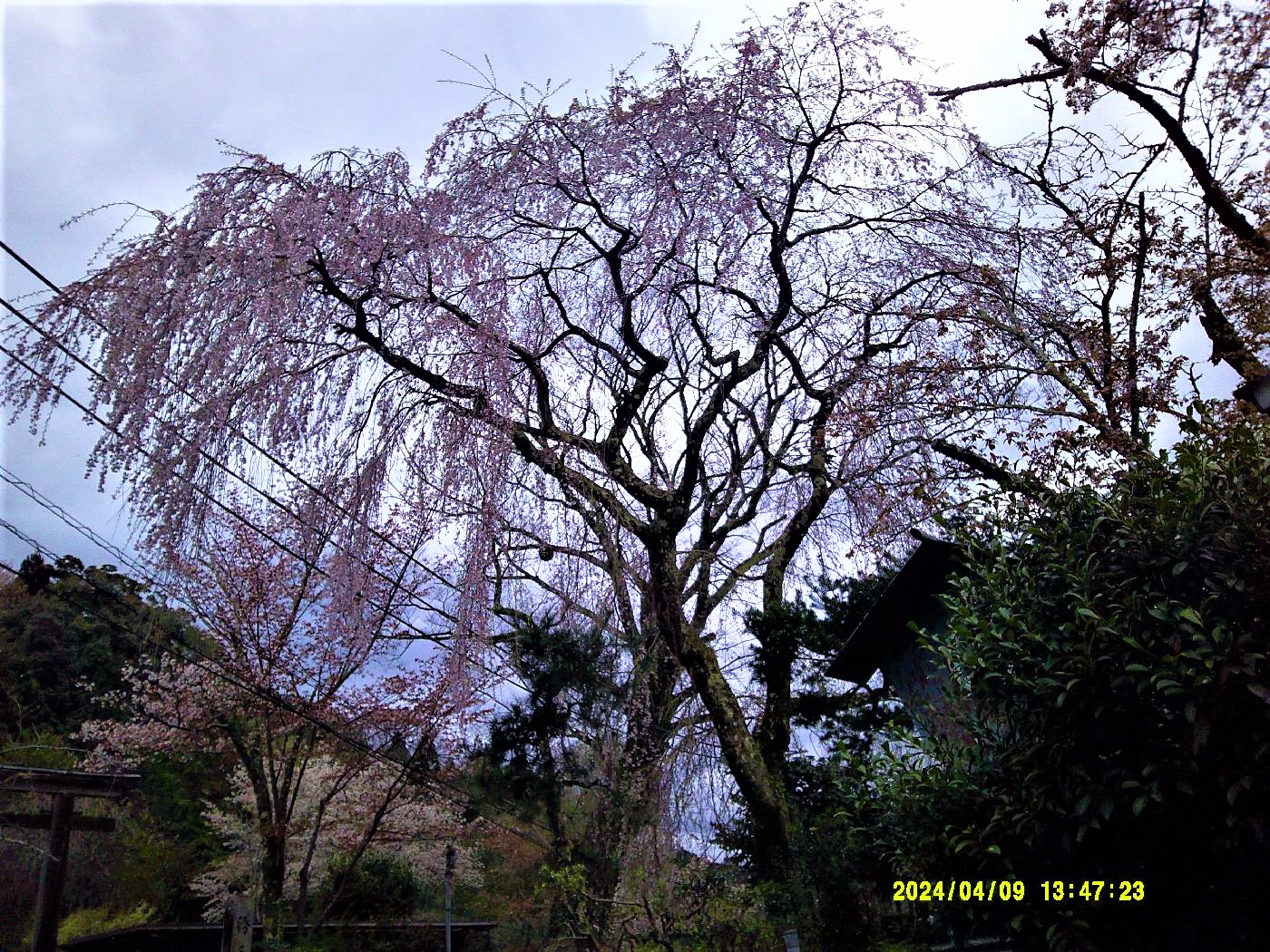 ２５．しだれ桜の大木