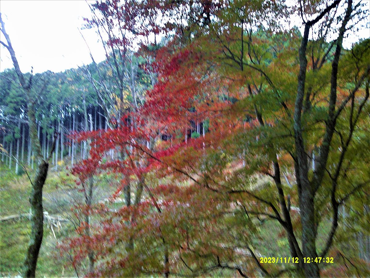 １８．西行庵の紅葉２