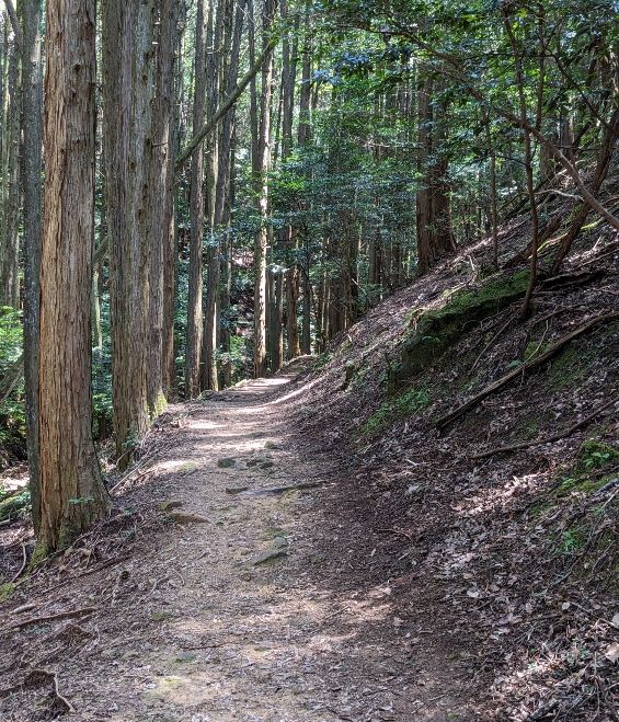 ６．ヒノキ植林の道