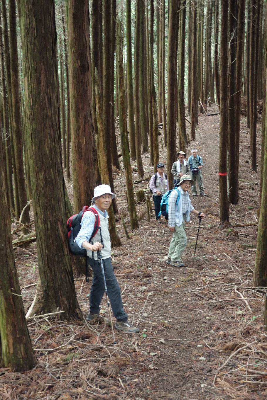 16. 杉林の中を大峠へ下って行く