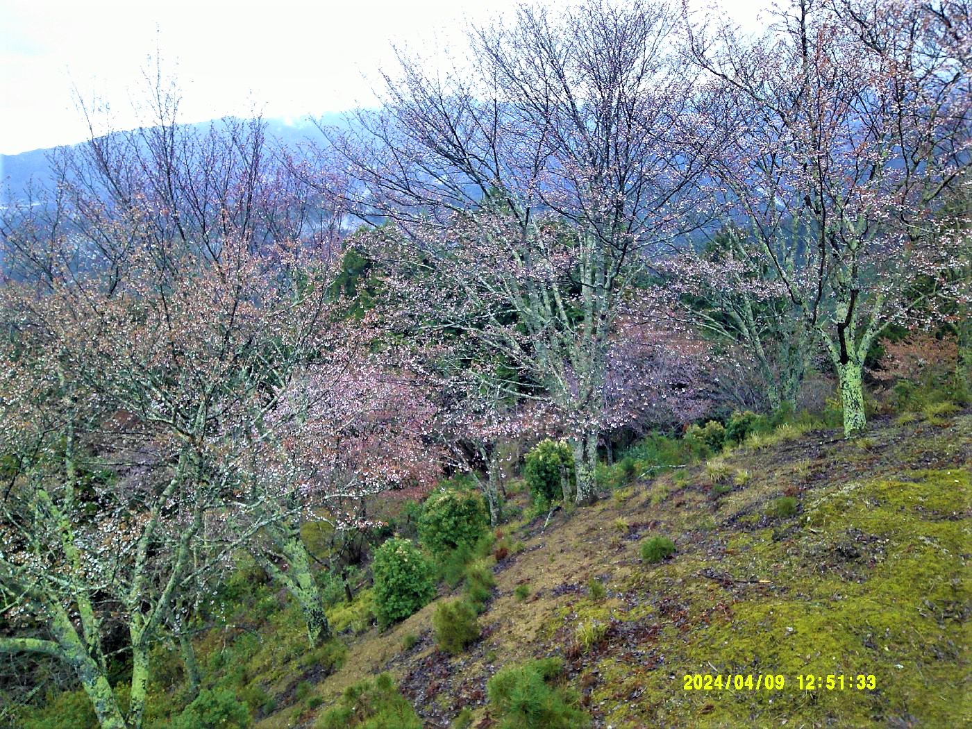 ２１．高城山の桜