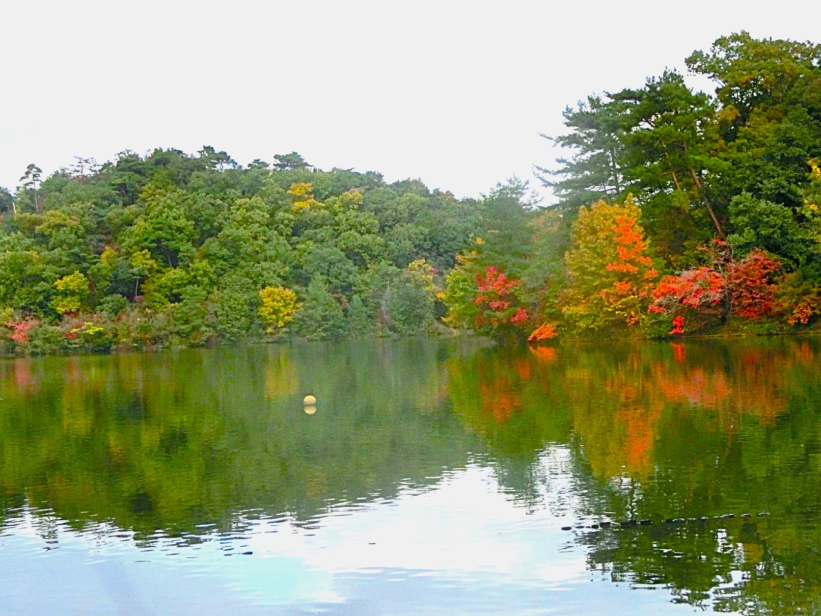 １１．宝ヶ池に映える紅葉