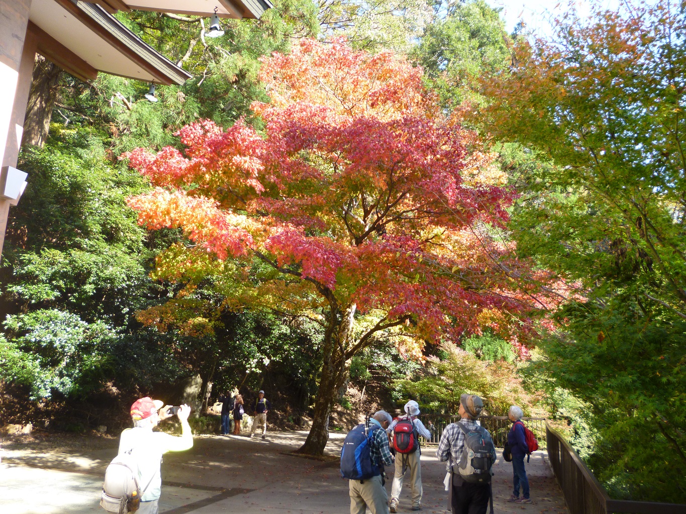 11. 霊宝殿の前の紅葉（この先、通行止め）