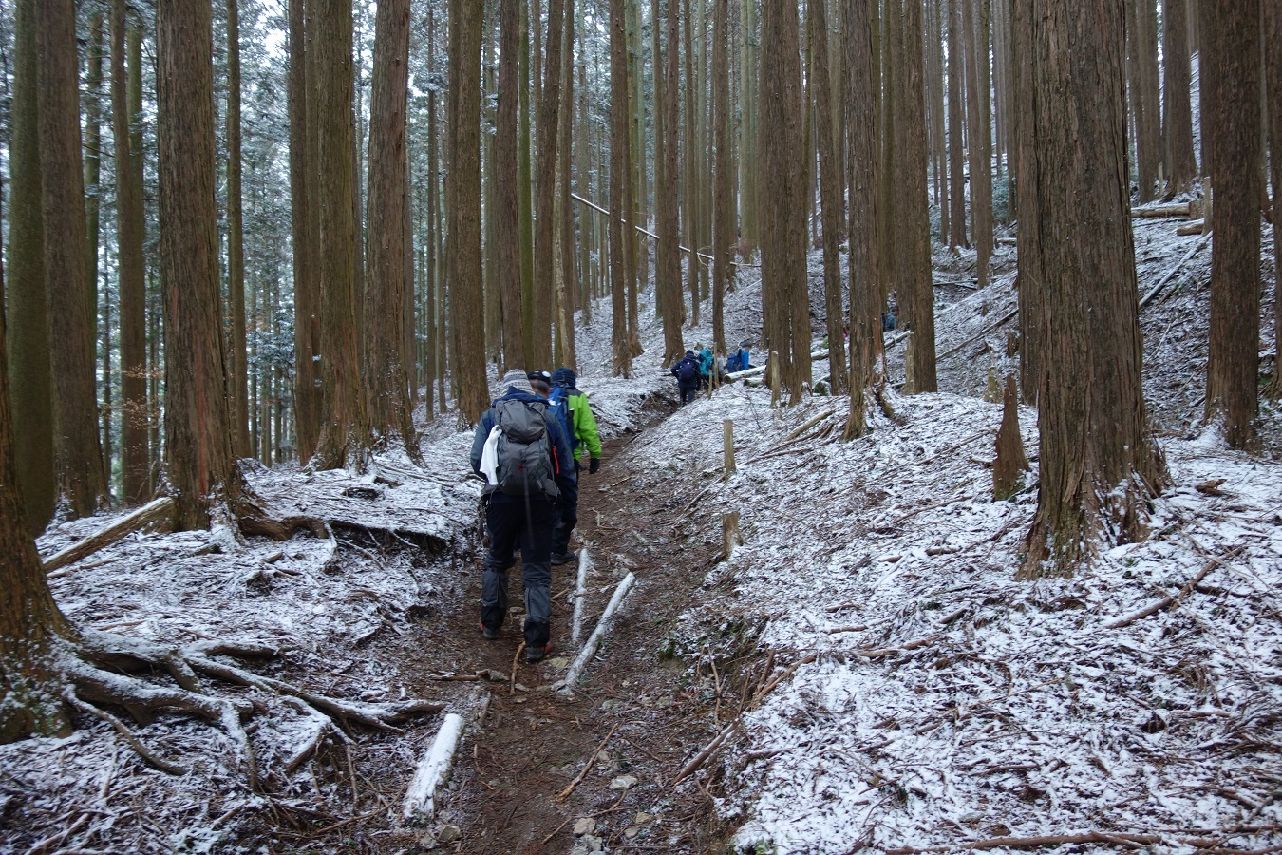 ４．高度が上がるに連れ杉林も雪化粧