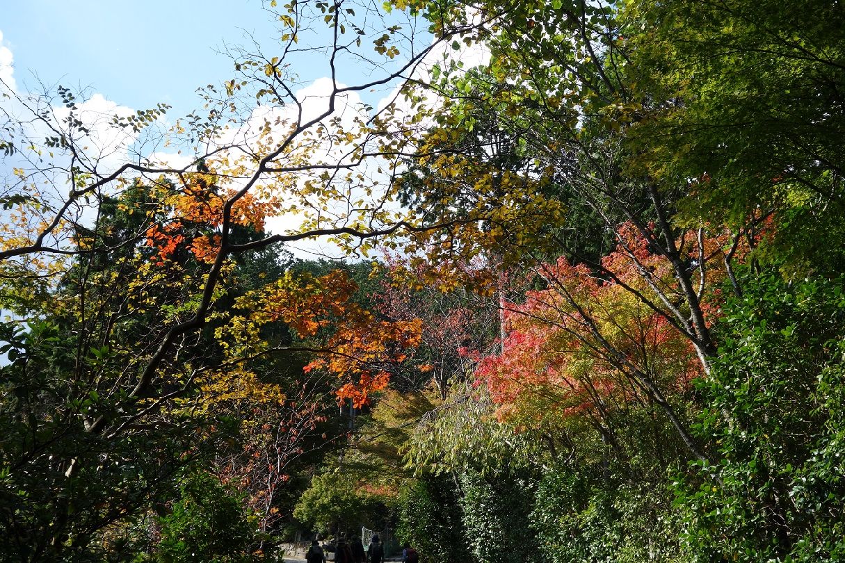 ６．少し色づき始めた樹々