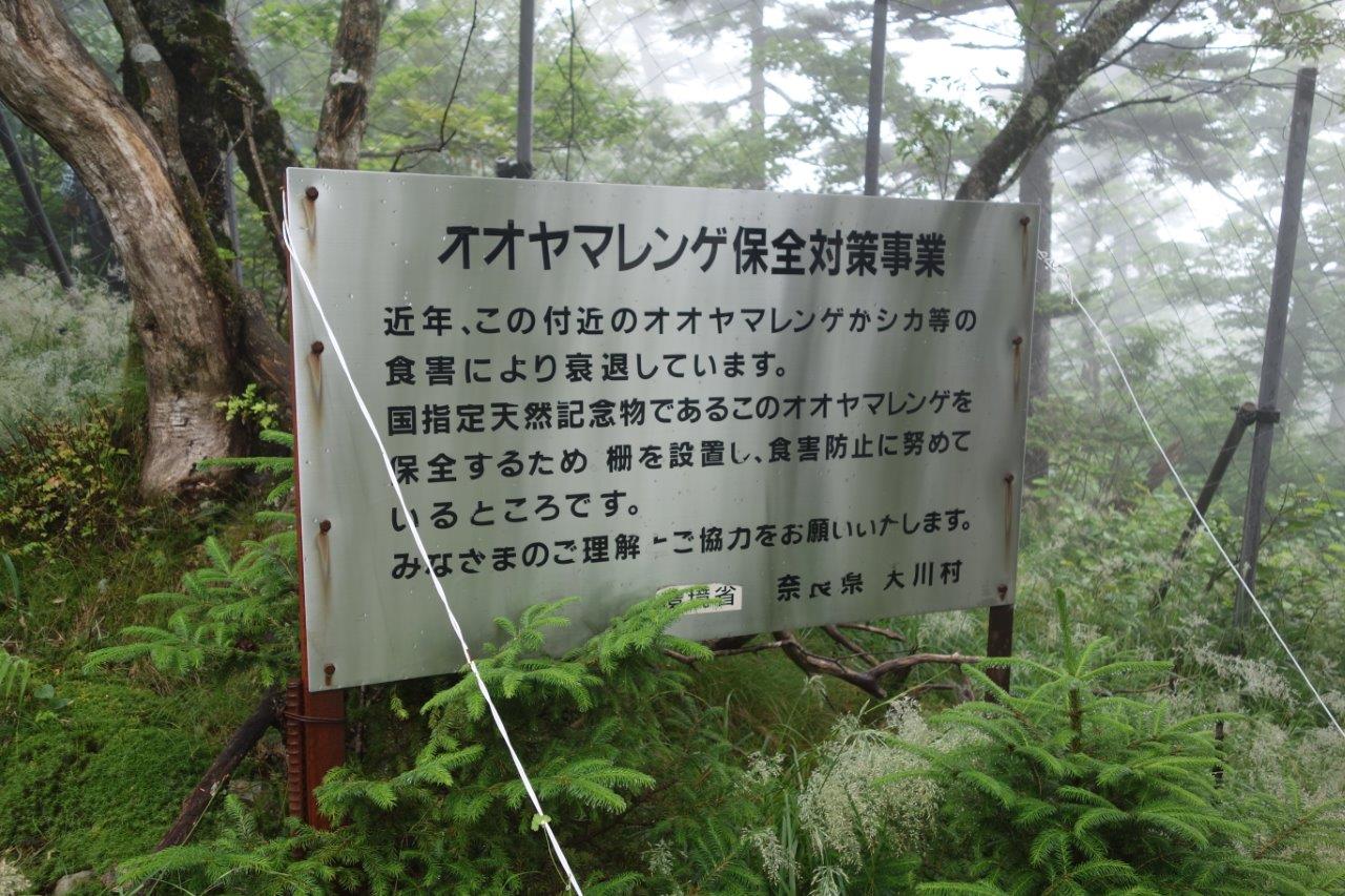 5. オオヤマレンゲ保全地区に入る
