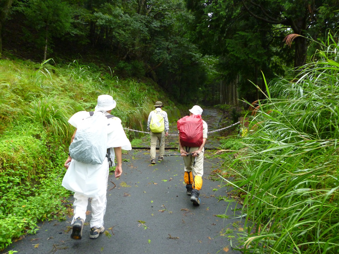 5. 杉の枝が落ちる林道（鯖街道）を進む