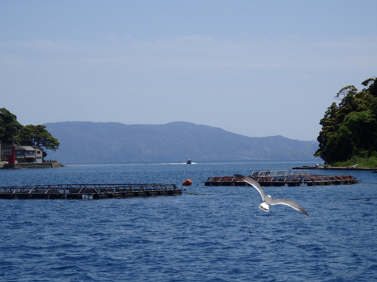伊根湾入り口の養殖筏