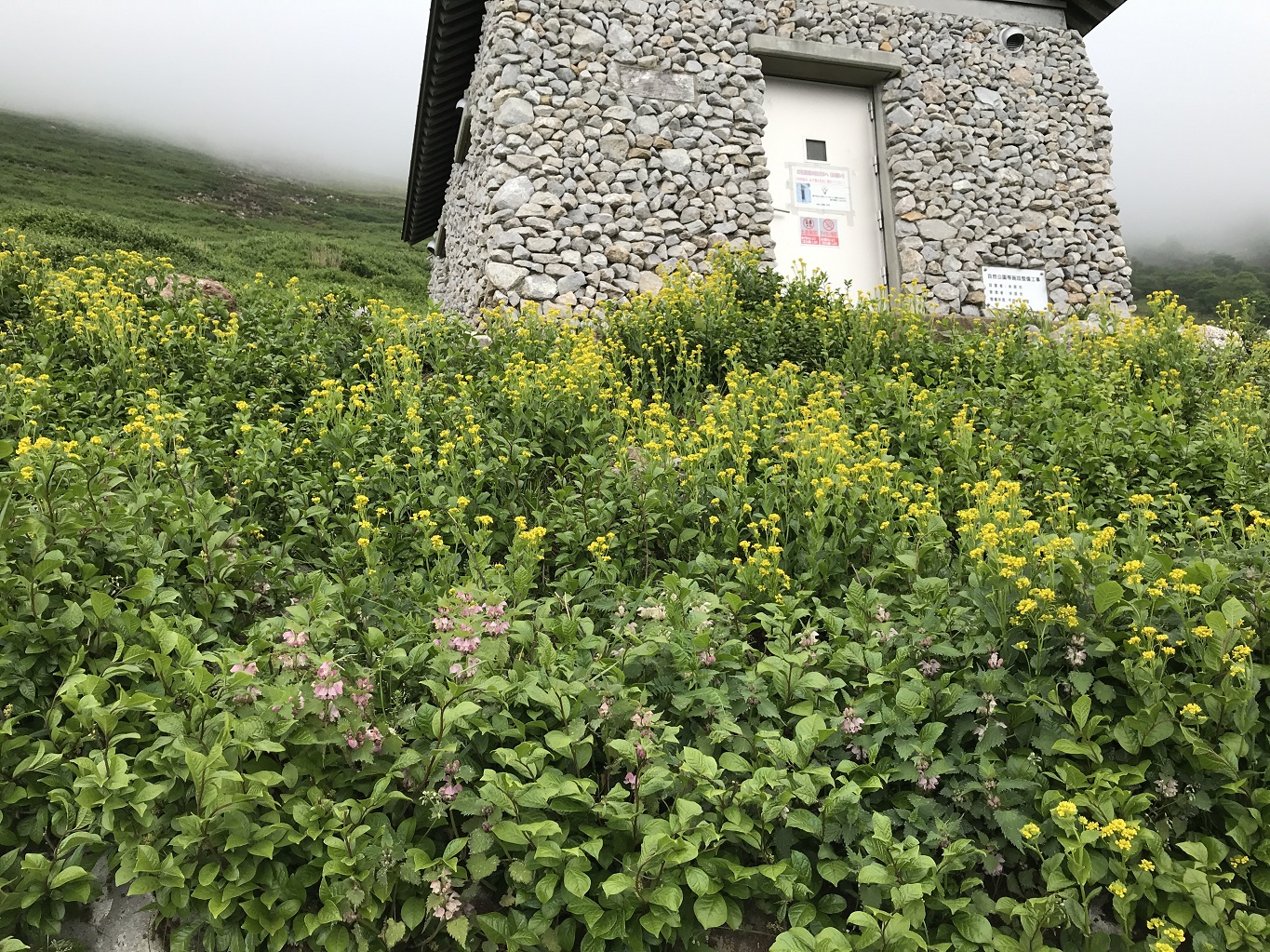 7. 草花に覆われた六合目避難小屋