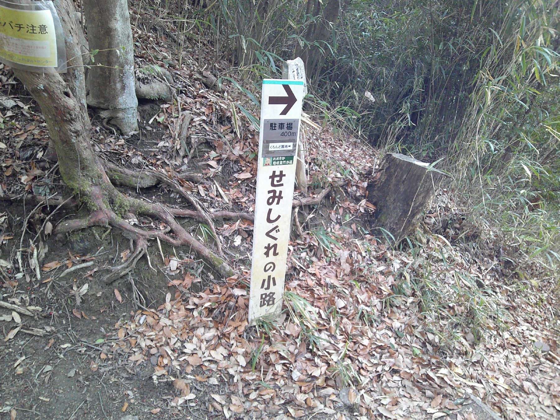 ７．せみしぐれの道