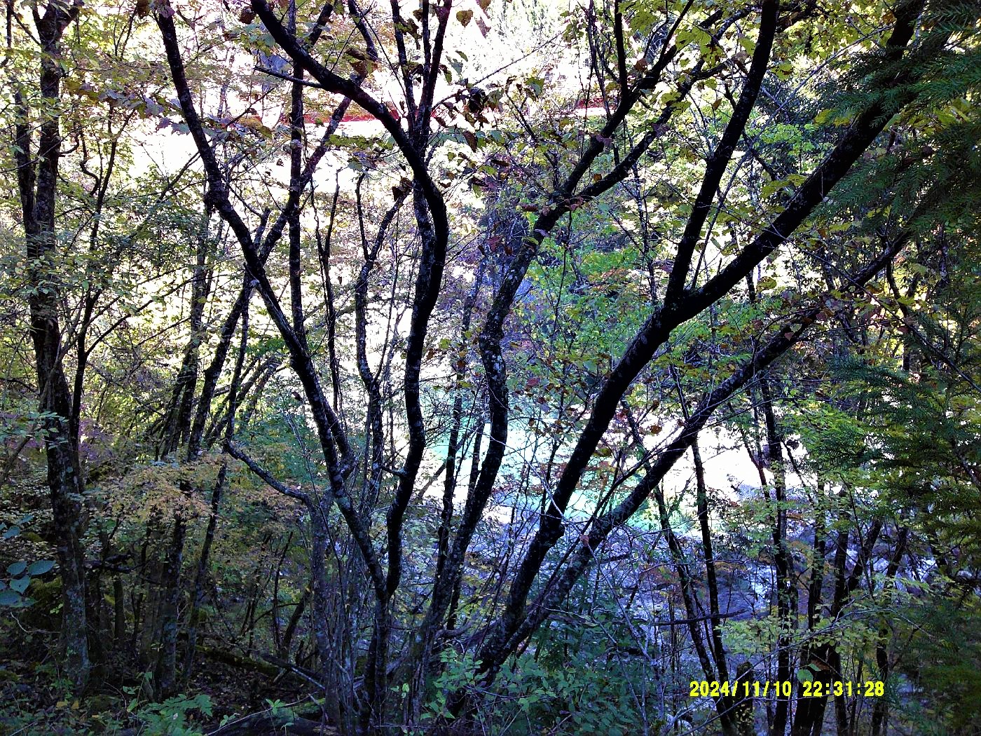 8．遊歩道から見える紅葉と渓谷