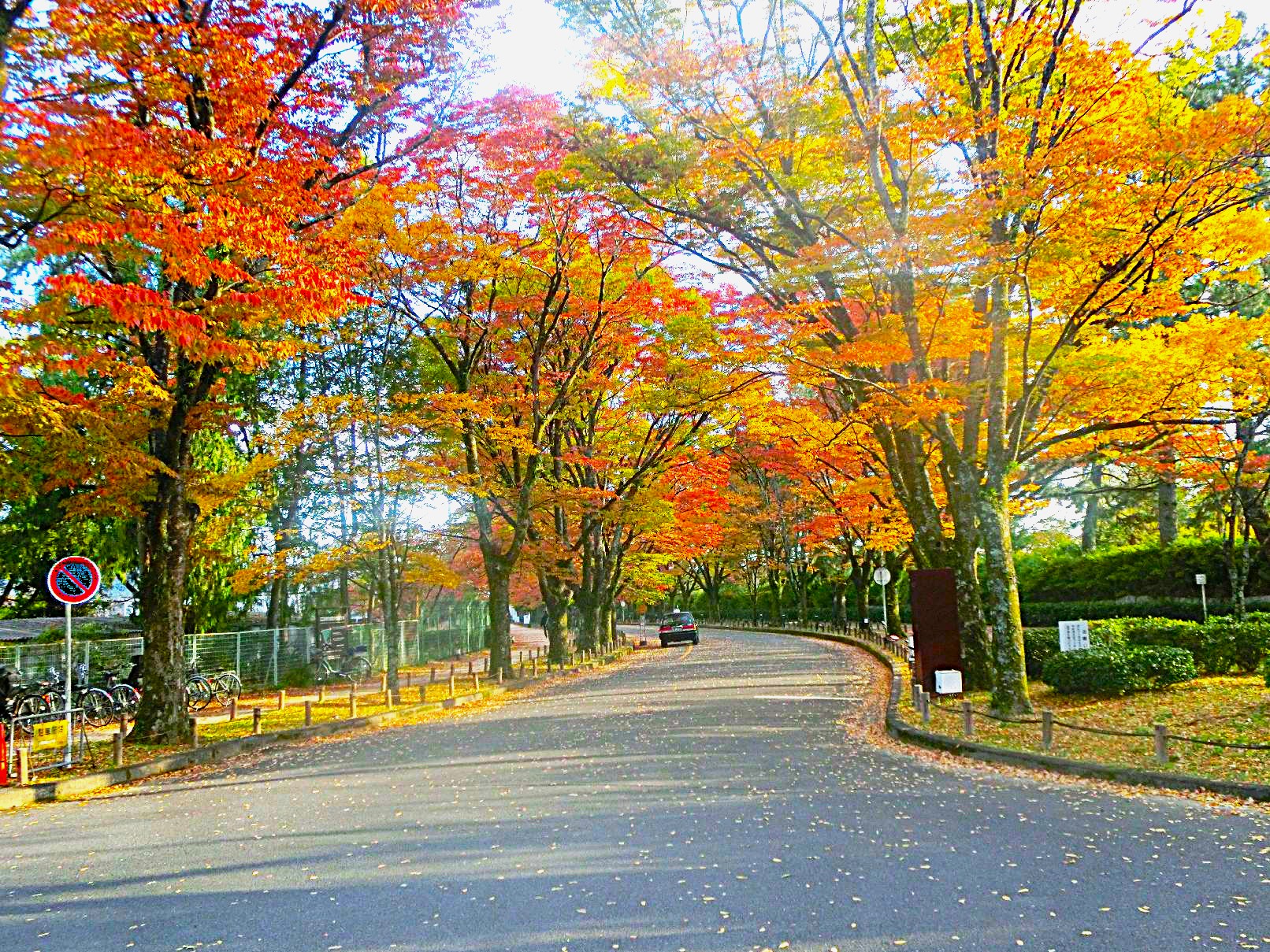 ２５．植物園出口の紅葉