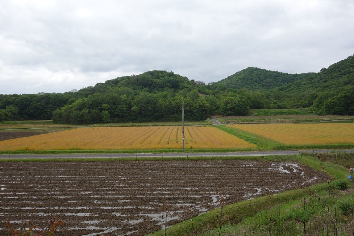 ７．小野市特産の小麦畑が広がる