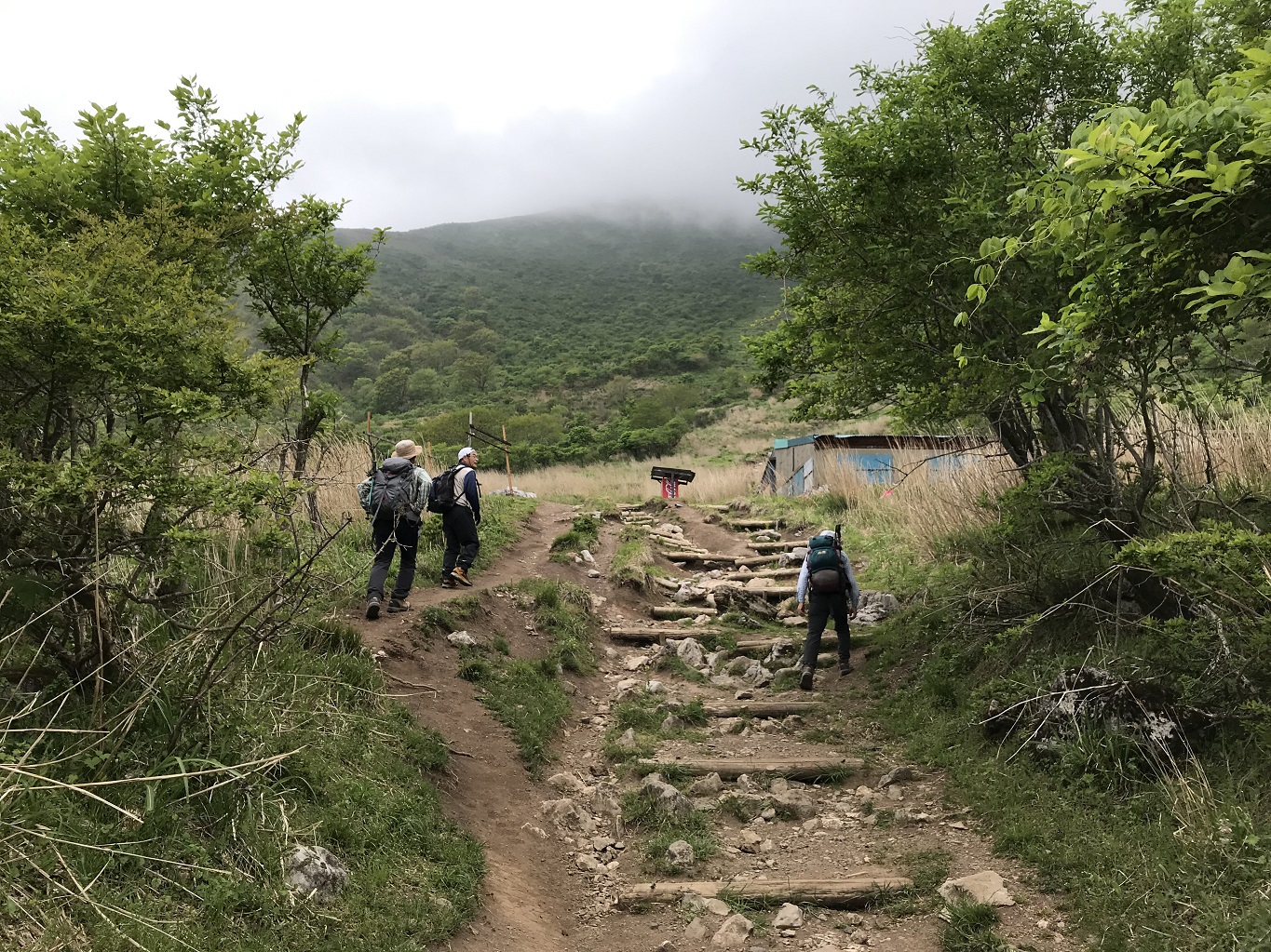 4. 樹林帯を抜けると五合目