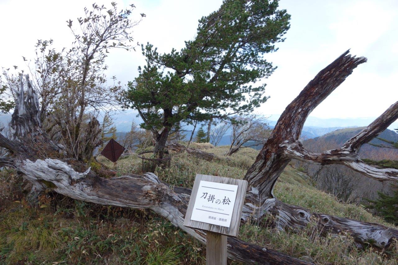 9. 刀掛の松