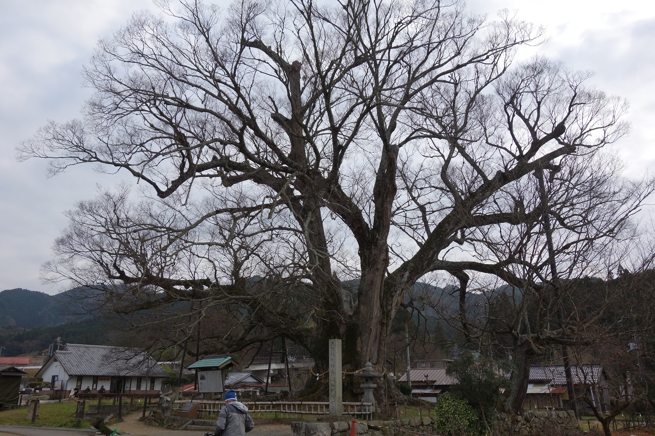 19. 天然記念物「野間の大ケヤキ」
