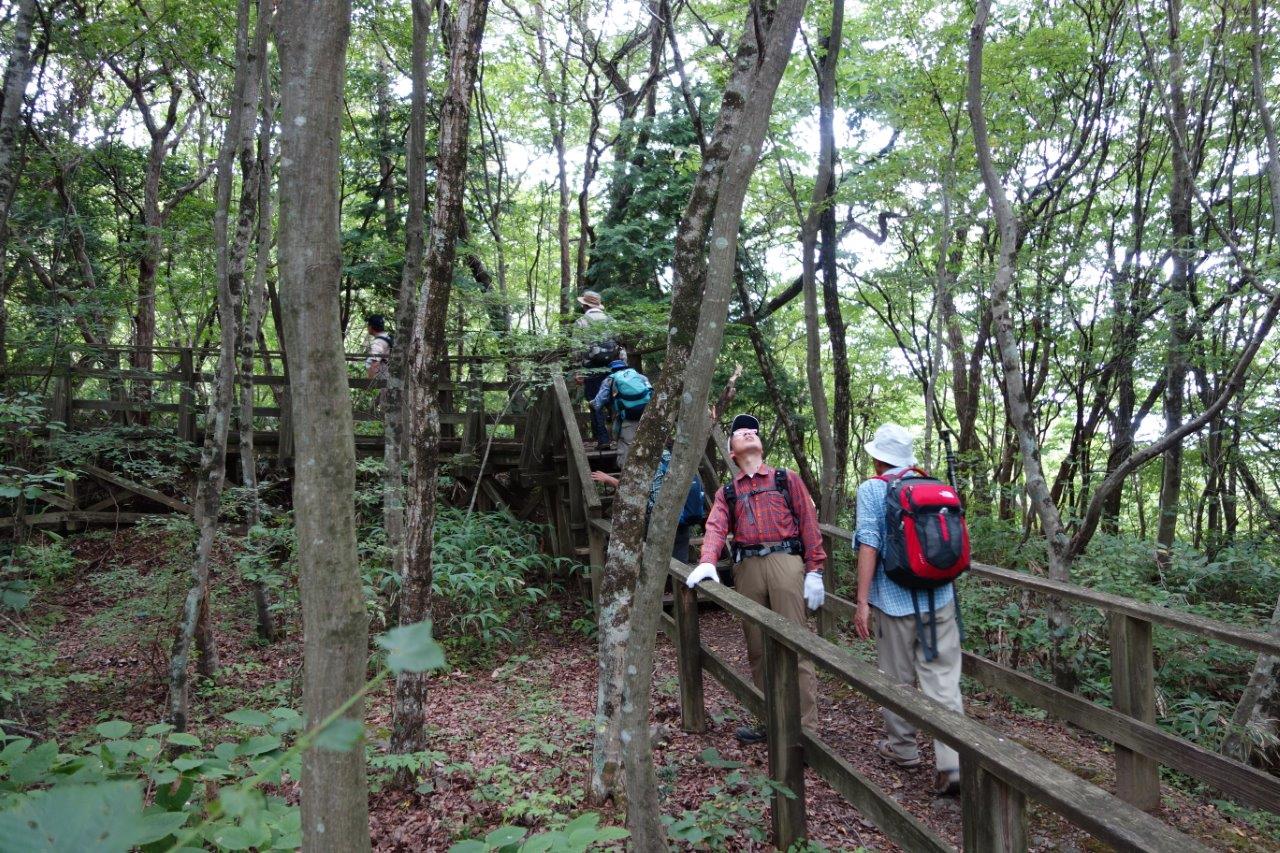 20. ブナ林を歩く