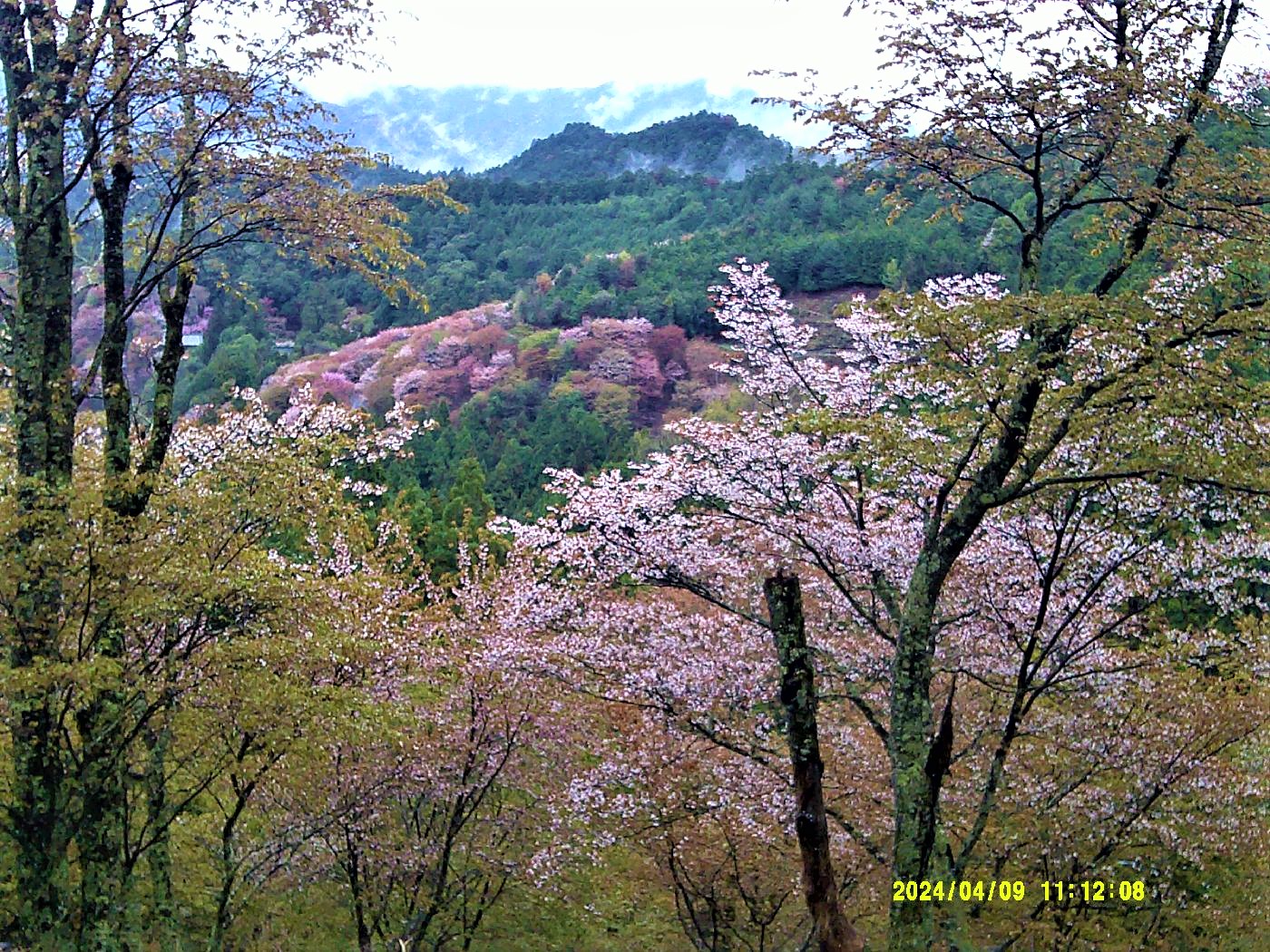 ９．上千本