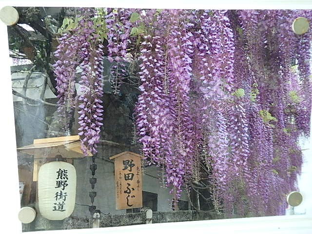 ⑤写真のように見事な藤が咲きます