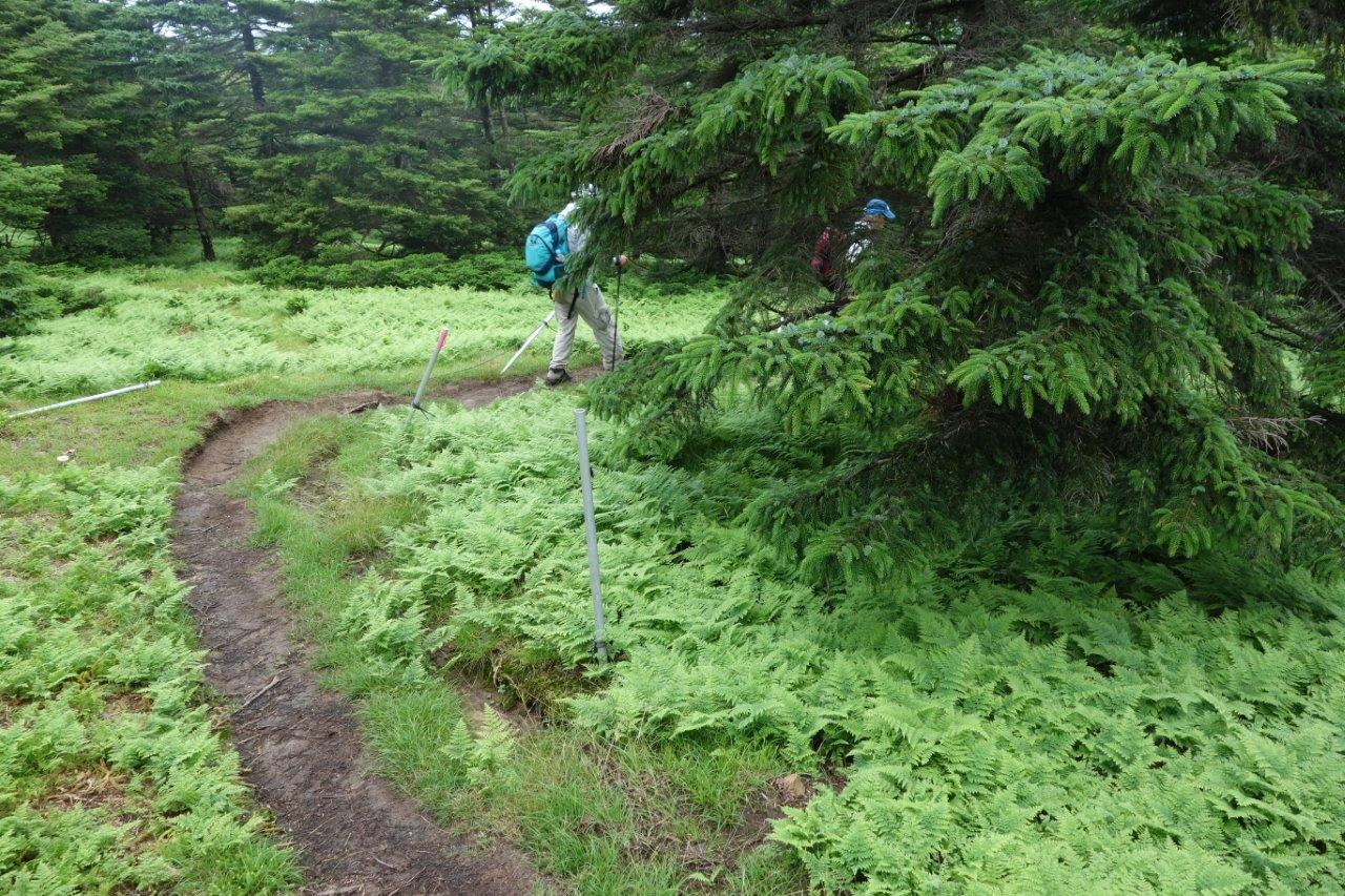 12. 羊歯で覆われる道を歩く