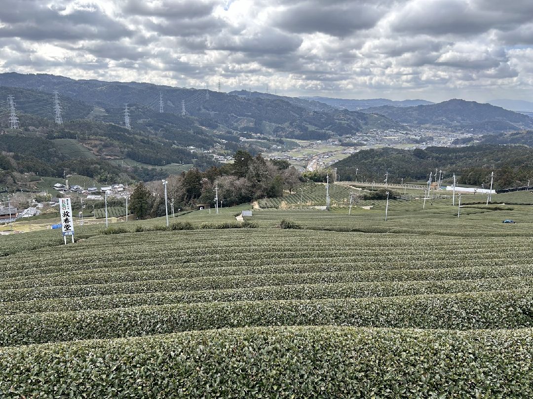 ７．綺麗に切り取ら和束の茶畑