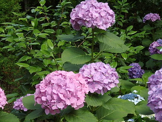 ⑬境内に紫陽花がきれいに