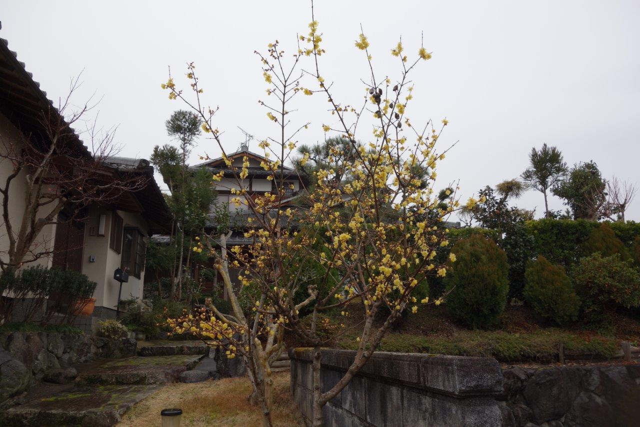 11.綺麗に咲いている蝋梅
