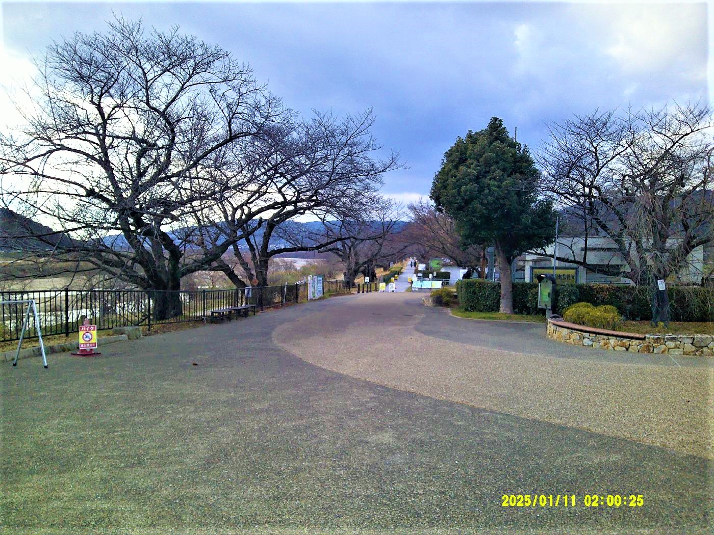 １３．背割堤