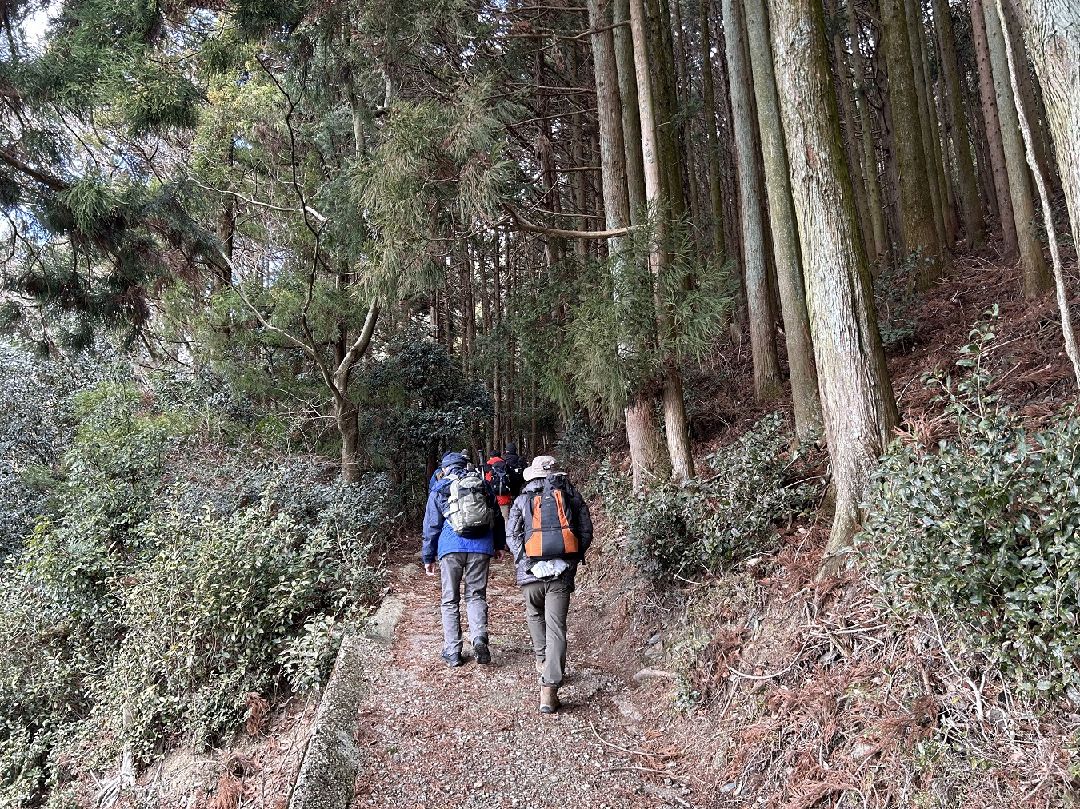 ８．ここから杉林に入っていく