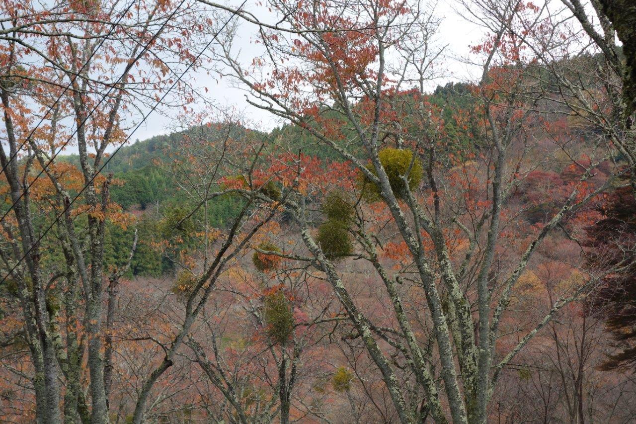 20. 沢山のヤドリギ
